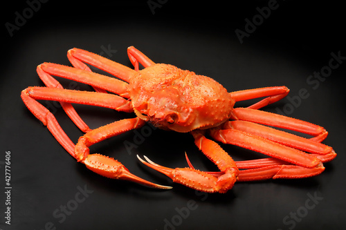 黒い背景の上の北海道産紅ずわい蟹 Snow crab on black background