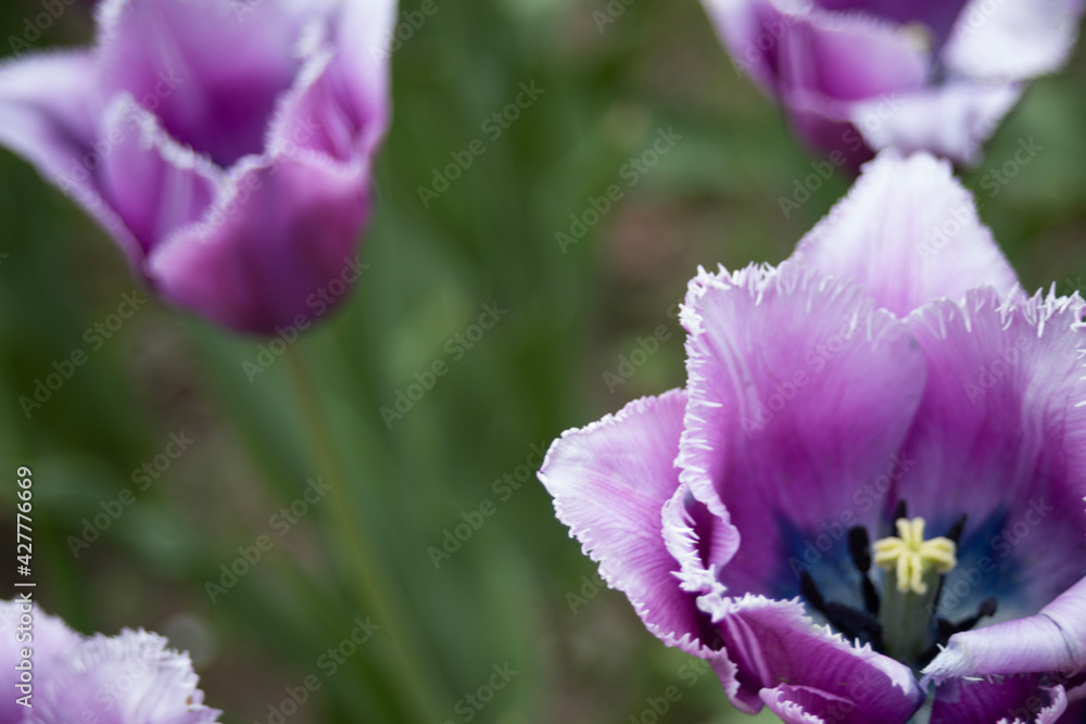 purple crocus flowers purple crocus flowers