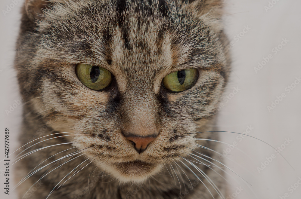 portrait of a cat with green eyes close-up