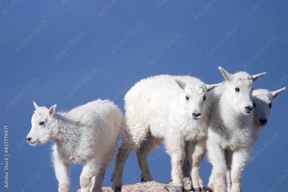 Obraz premium Cheerful Mountain Goat Kids