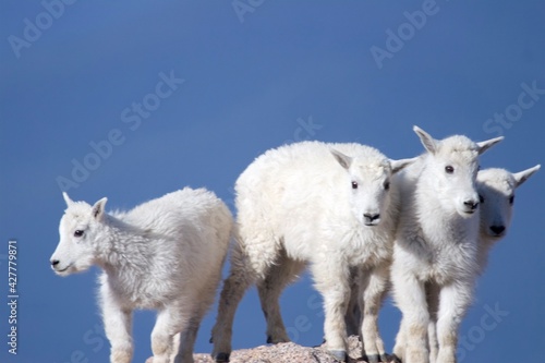 Cheerful Mountain Goat Kids