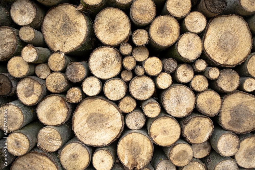 Felling Cut Tree Trunks of poplar wood. Raw Poplar Harvesting Felling Cut Tree Trunks of poplar wood. Raw Poplar Harvesting