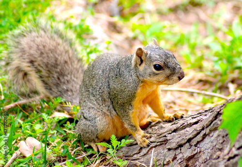 Squirrel Looking Forward Near a Tree