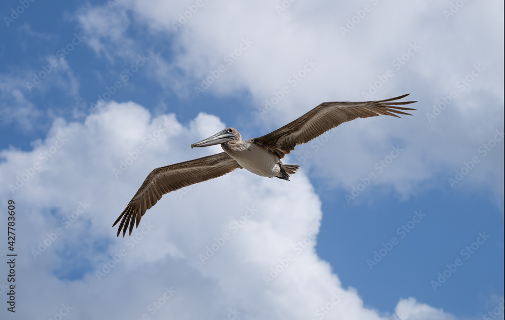 Fototapeta premium pelicans flying near the beach with ocean