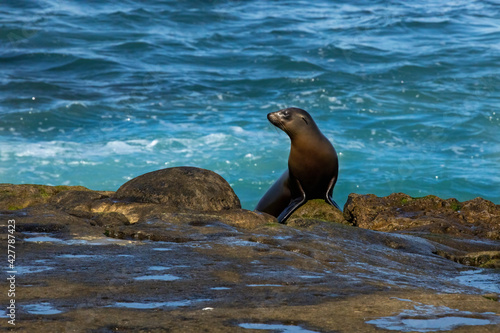 Female Sea Lion on rocky shore next to Pacific Ocean.