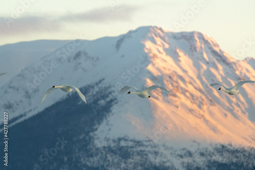 Flock of white, arctic trumpeter swans flying across a northern Canadian spring time landscape in April on their way to breeding grounds at the Bering Sea. Large birds with mountain sunset background.