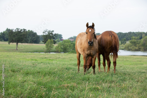 Quarter Horse Yearlings in Pasture