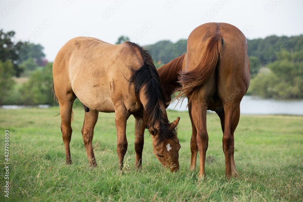 Quarter Horse Yearlings in Pasture