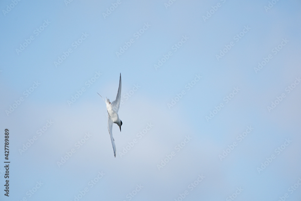 Tern in flight