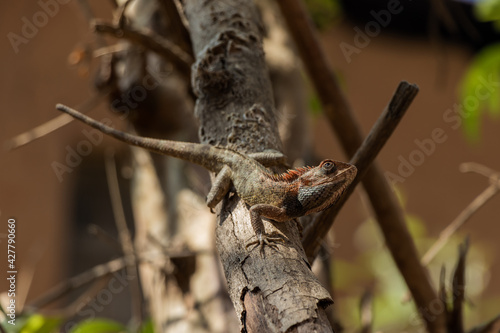 Lizard on the branch of a tree and enjoying its shade