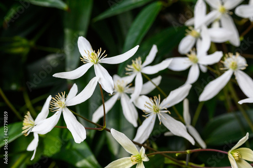 Creamy white flowers of winter blooming evergreen clematis, welcome to spring
