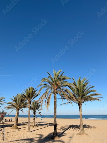Palm Trees On Beach Against Clear Blue Sky © javier escrivá/EyeEm