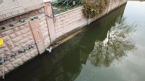 Pigeons drinking water in the canal in the city.