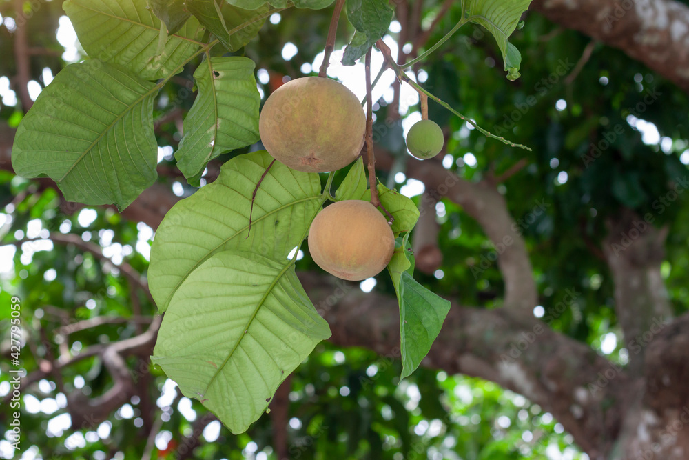 Santol or Sentul fruit (Sandoricum koetjape) on tree with sunlight on blur nature background. Santol or Sentul fruit (Sandoricum koetjape) on tree with sunlight on blur nature background.