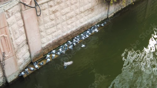 Pigeons drinking water in the canal in the city.