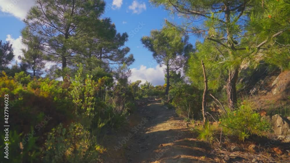 Walking at a forest path on a summer day Walking at a forest path on a summer day
