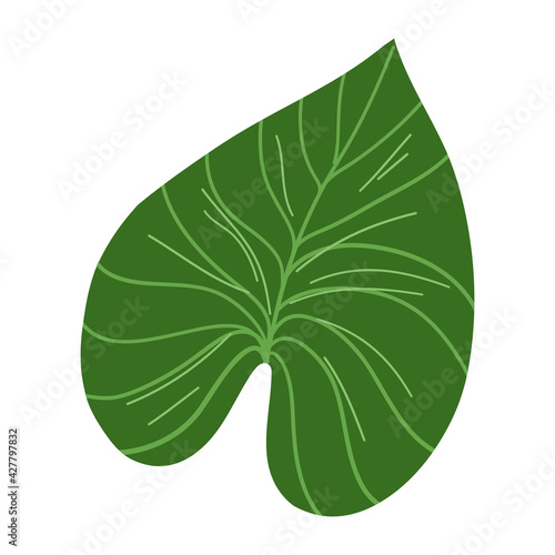 Exotic tropical leaf. Vector hand drawn