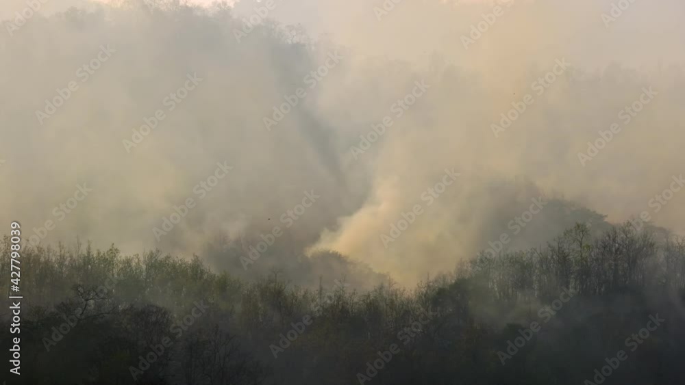 Forest fire disaster is burning caused by human Forest fire disaster is burning caused by human