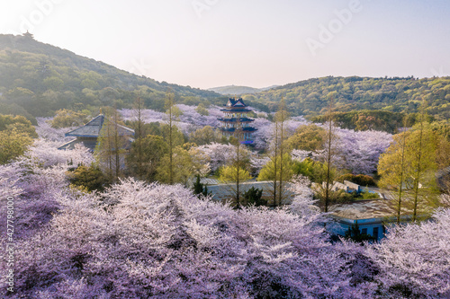 Aerial landscape of the spring cherry blossoms, in Wuxi Yuantouzhu, also named 