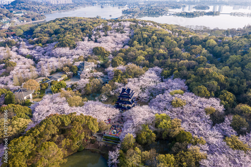 Aerial landscape of the spring cherry blossoms, in Wuxi Yuantouzhu, also named "Turtle Head Isle" in English