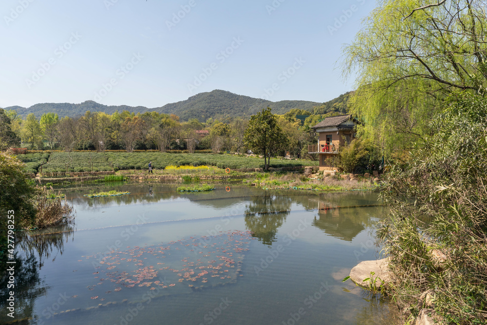 Hangzhou West Lake Longjing Tea Garden with lake in foreground