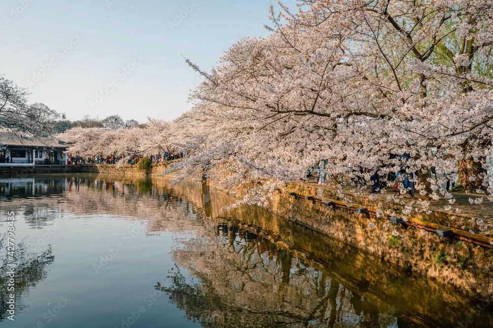 Landscape of the spring cherry blossoms, in Wuxi Yuantouzhu, also named Landscape of the spring cherry blossoms, in Wuxi Yuantouzhu, also named