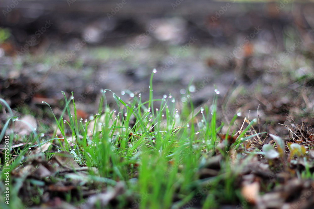dew drops on green grass dew drops on green grass