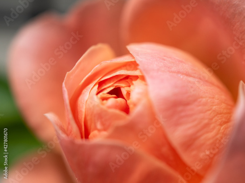 rose close up