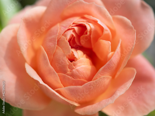 close up of a rose
