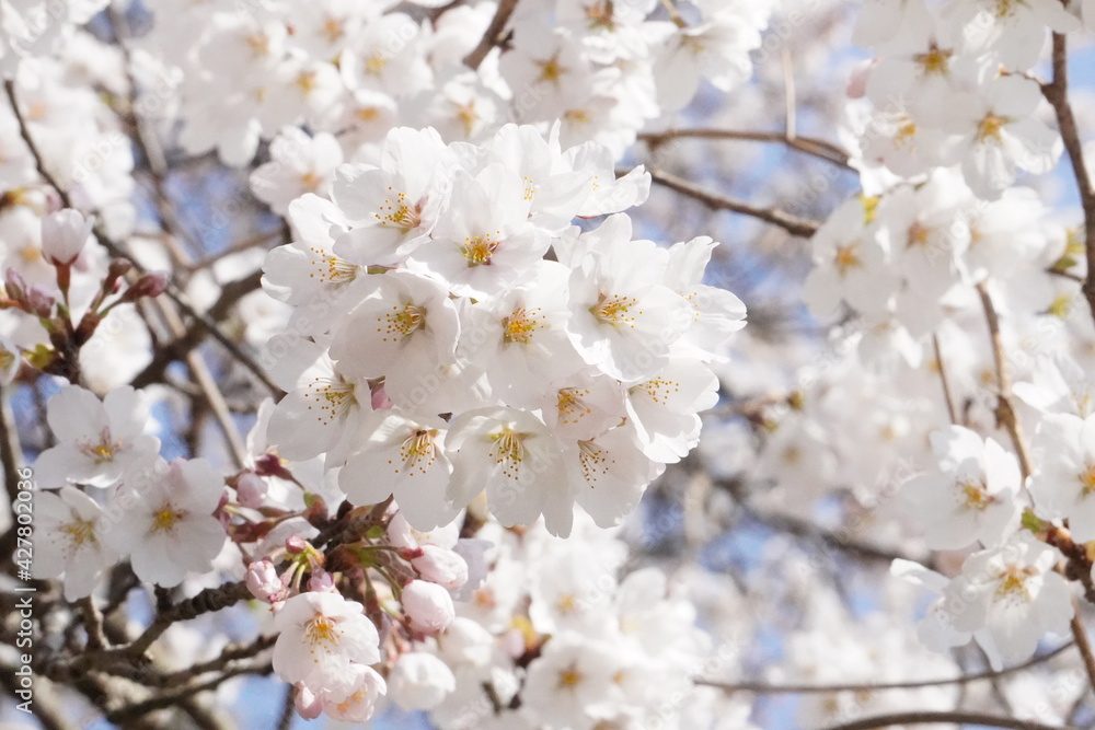 満開の桜のクローズアップ/Close up of full blooming cherry blossoms 満開の桜のクローズアップ/Close up of full blooming cherry blossoms