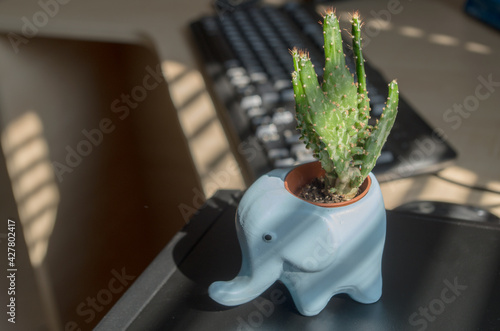 Obraz na płótnie Little cactus with vertical leaves planted in decorative clay pot in form of blue elephant standing on  black body of computer system unit in office at table on which light falls through blinds