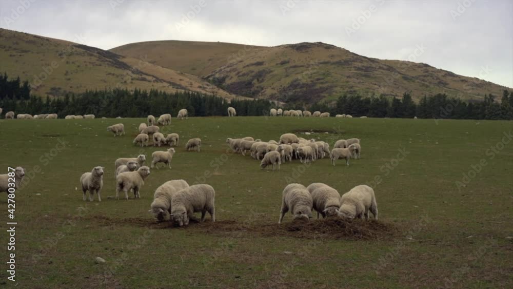 A herd of sheep at a farm A herd of sheep at a farm