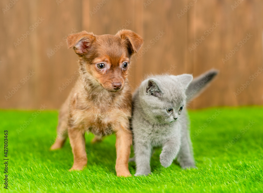 Toy terrier puppy and kitten stand together on green summer grass
