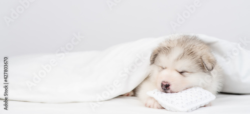 Alaskan malamute puppy sleeps under white warm blanket on a bed at home. Empty space for text