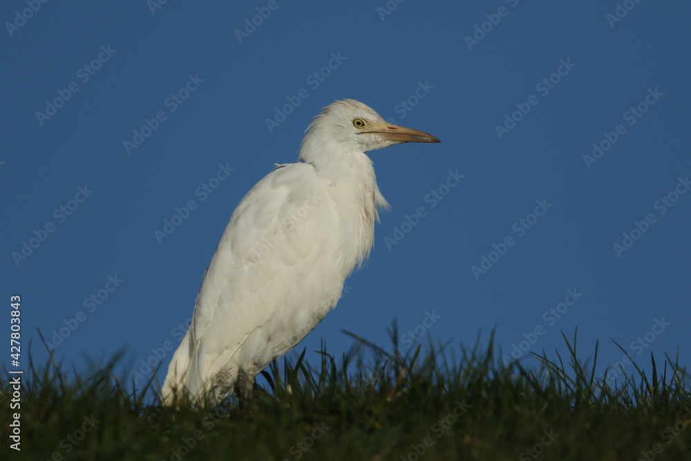A beautiful Cattle Egret, Bubulcus ibis, hunting for food in a field in the UK. A beautiful Cattle Egret, Bubulcus ibis, hunting for food in a field in the UK.