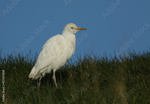 A beautiful Cattle Egret, Bubulcus ibis, hunting for food in a field in the UK.  © Sandra Standbridge