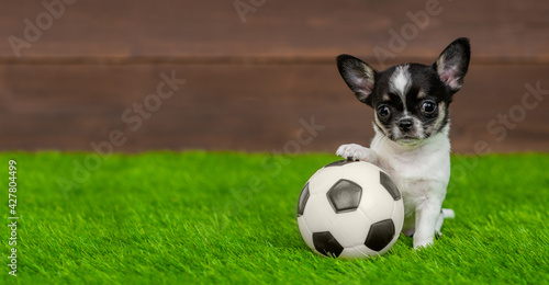Chihuahua puppy sits with a soccer ball on green summer grass. Empty space for text © Ermolaev Alexandr