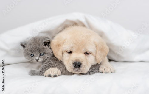 Cute Golden retriever puppy hugs gray kitten under white warm blanket on a bed at home © Ermolaev Alexandr