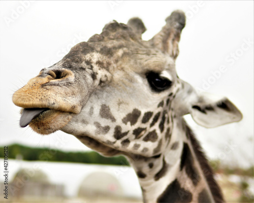 Photography Closeup shot of a cute giraffe with its tongue out in a zoo