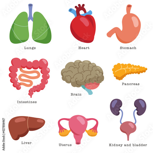 Human anatomy elements. Set of internal organs isolated on white background. Vector illustration in flat cartoon style.