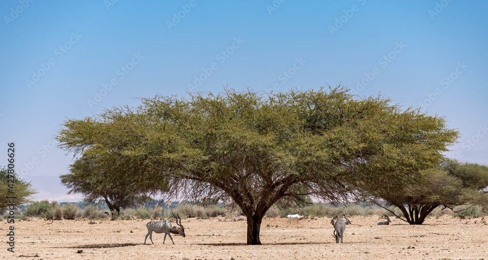 Curved horned antelope Addax (Addax nasomaculatus) was introduced from Sahara desert and well adopted in nature reserves of the Middle East Curved horned antelope Addax (Addax nasomaculatus) was introduced from Sahara desert and well adopted in nature reserves of the Middle East