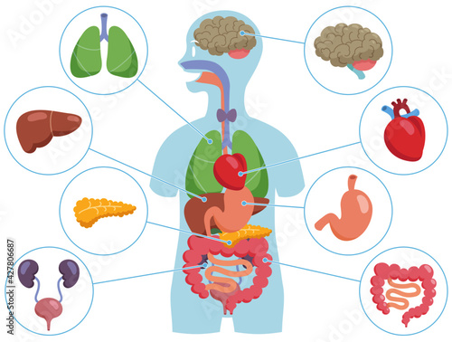 Human internal organs in body silhouette on white background. Vector illustration in flat cartoon style.