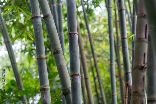 Bamboo forest close up green background nature big bamboo All-Purpose Bamboo in Thailand