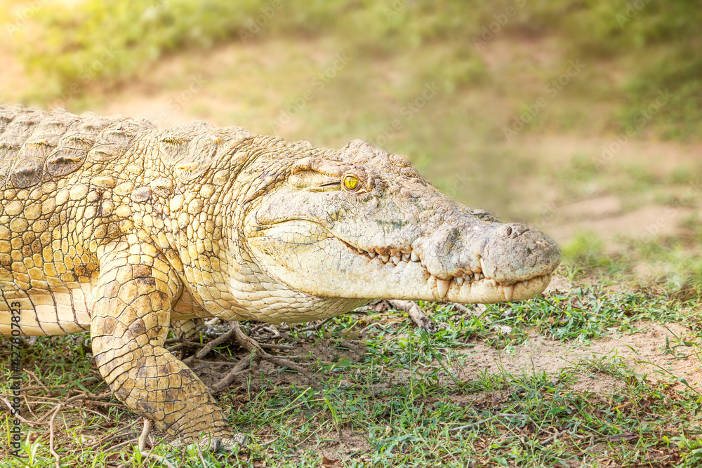 Fototapeta premium Portrait of south african crocodile reptile predator with sharp teeth and bright yellow eye walking at a sunny day in savanna of selous game reserve looking straight at the camera. Horizontal image
