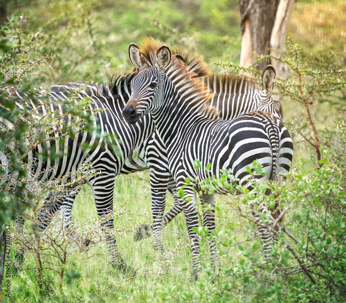 South African graceful zebras with black-and-white striped coats standing at a sunny day in green bushes of savannah at rainy season in selous game reserve protected area. Horizontal image