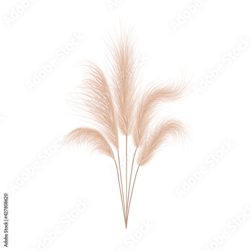 Pampas grass collection. Floral ornament elements in boho style. Vector illustration isolated on white background. Trendy design for wedding invitations, postcards, interior or flower arrangements.