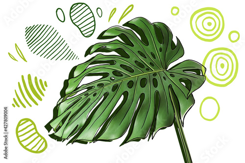 Green tropical leaf on whit...
