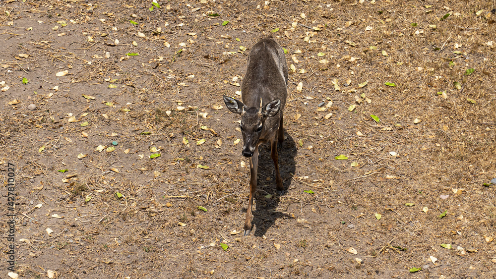 Felino mediano con manchas negras Felino mediano con manchas negras