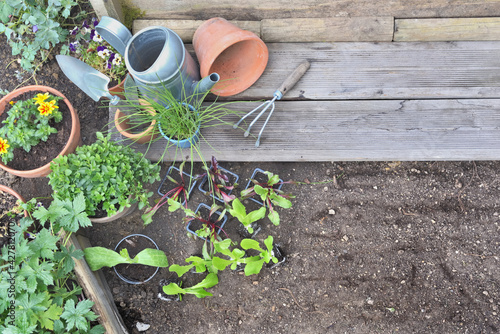 vegetable seedlings and aromatic plant arranged on the left with empty space on the soil background