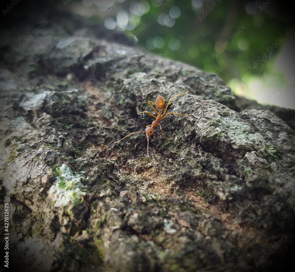 ant on the wood ant on the wood